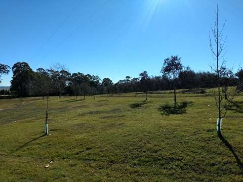 Photo: Narranghi Olive Grove